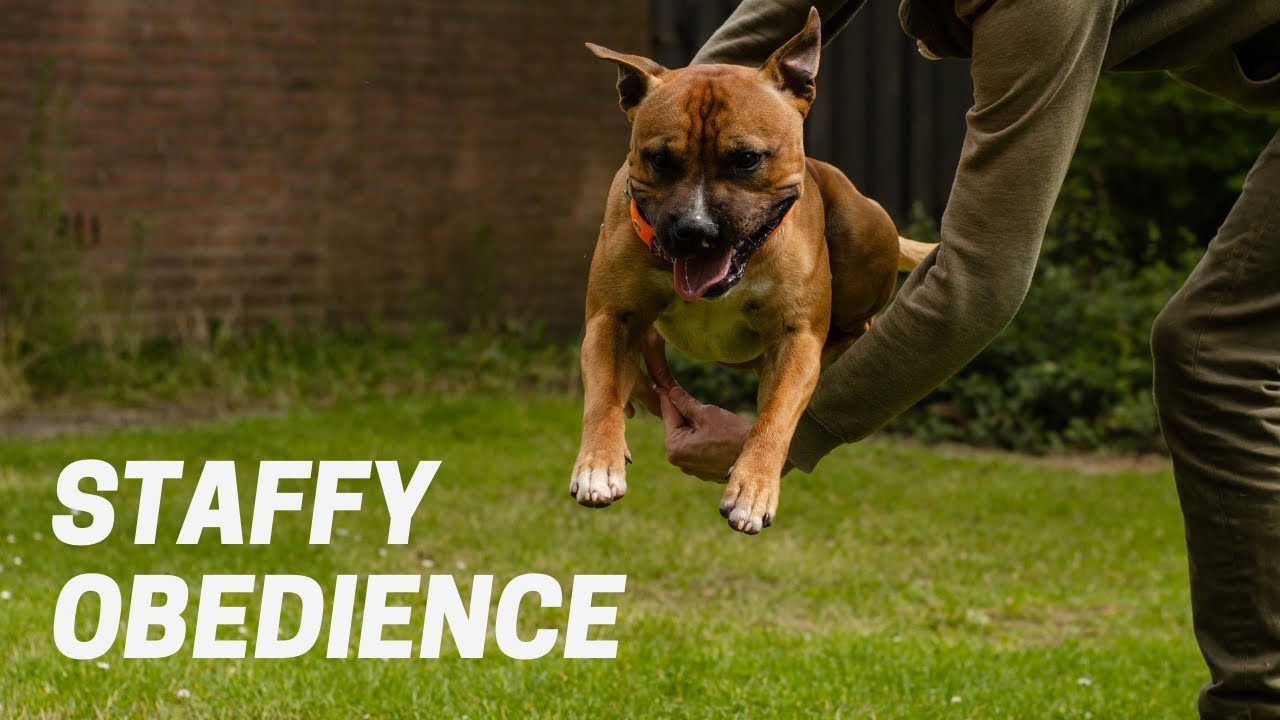 Obedience at 12 months old - Staffordshire Bull Terrier