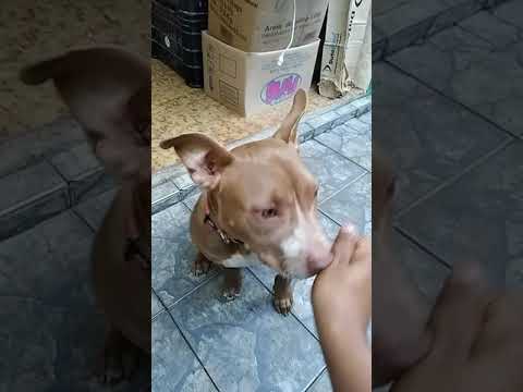 obediência #pitmonster #staffbull #americanbully #adestramento #k9 #pets #cachorro #dogwalkers #dogs