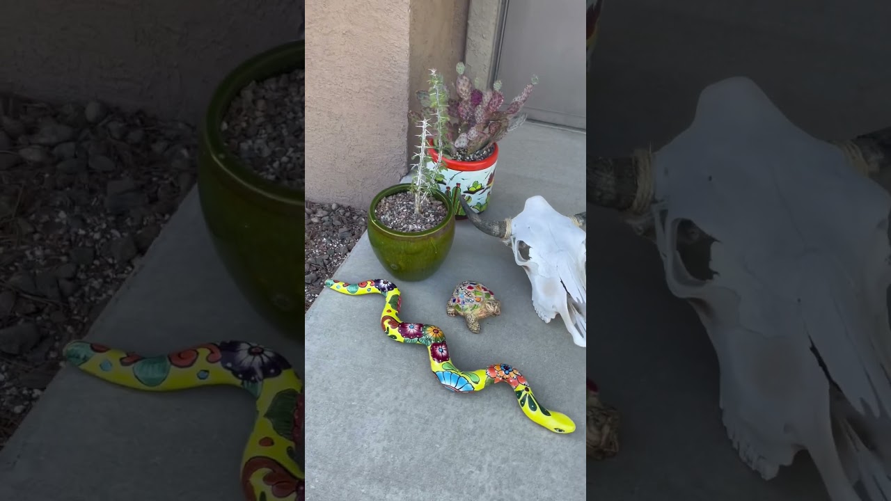 Ocotillo, CATTLE SKULL, Talavera Snake, Purple Prickly Pear, CUTE TURTLE 💫 🙂 🌱 #decor #decoration