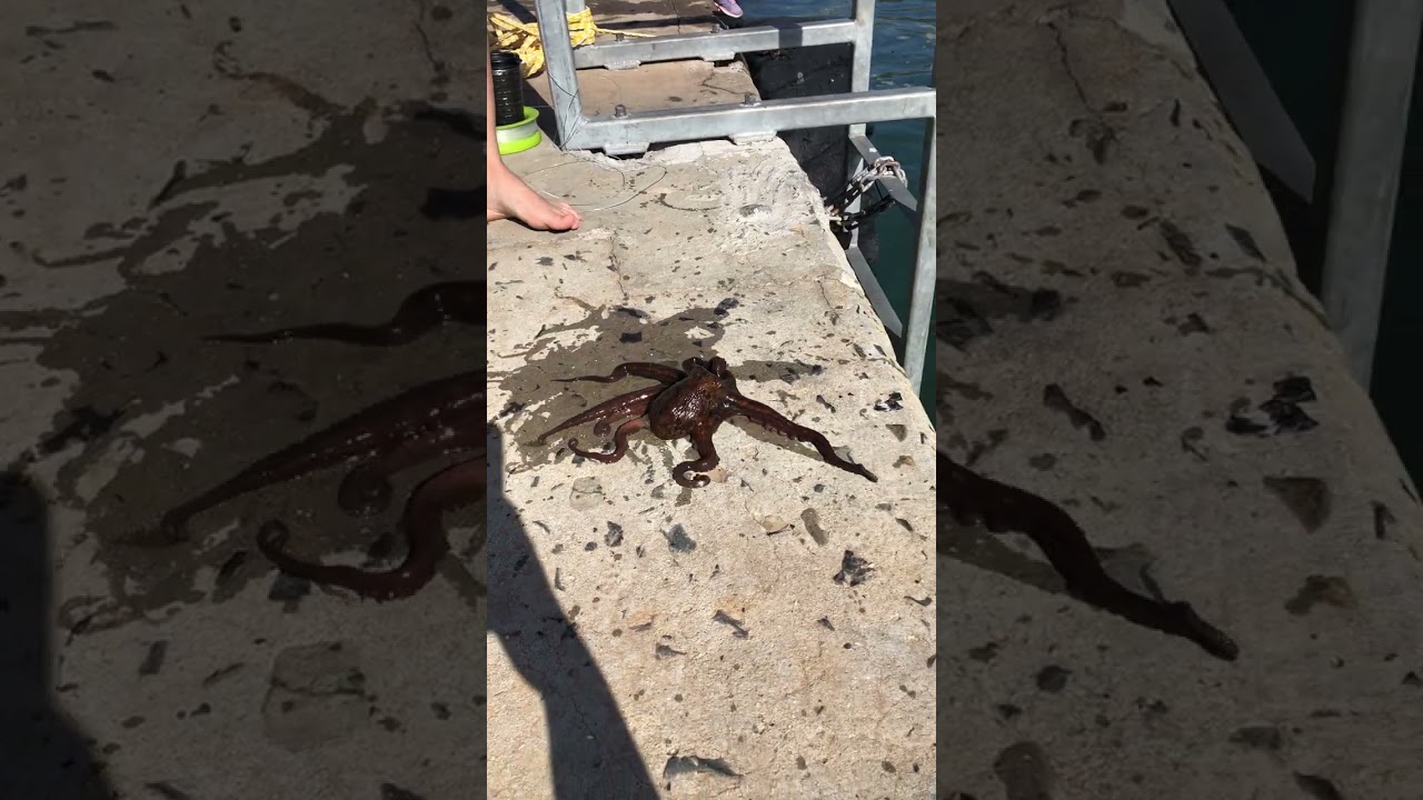 Octopus tickle 🐙 #shorts #octopus #cute