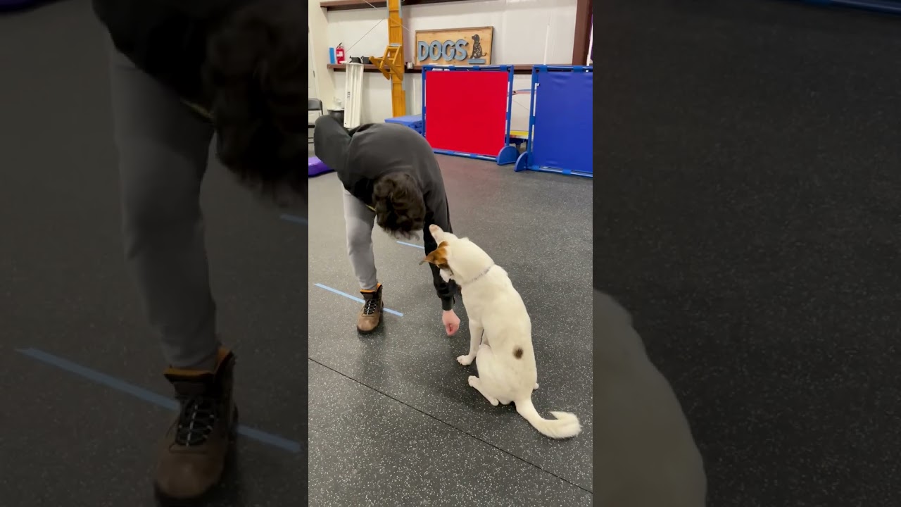 Odo (Max) Training Time!