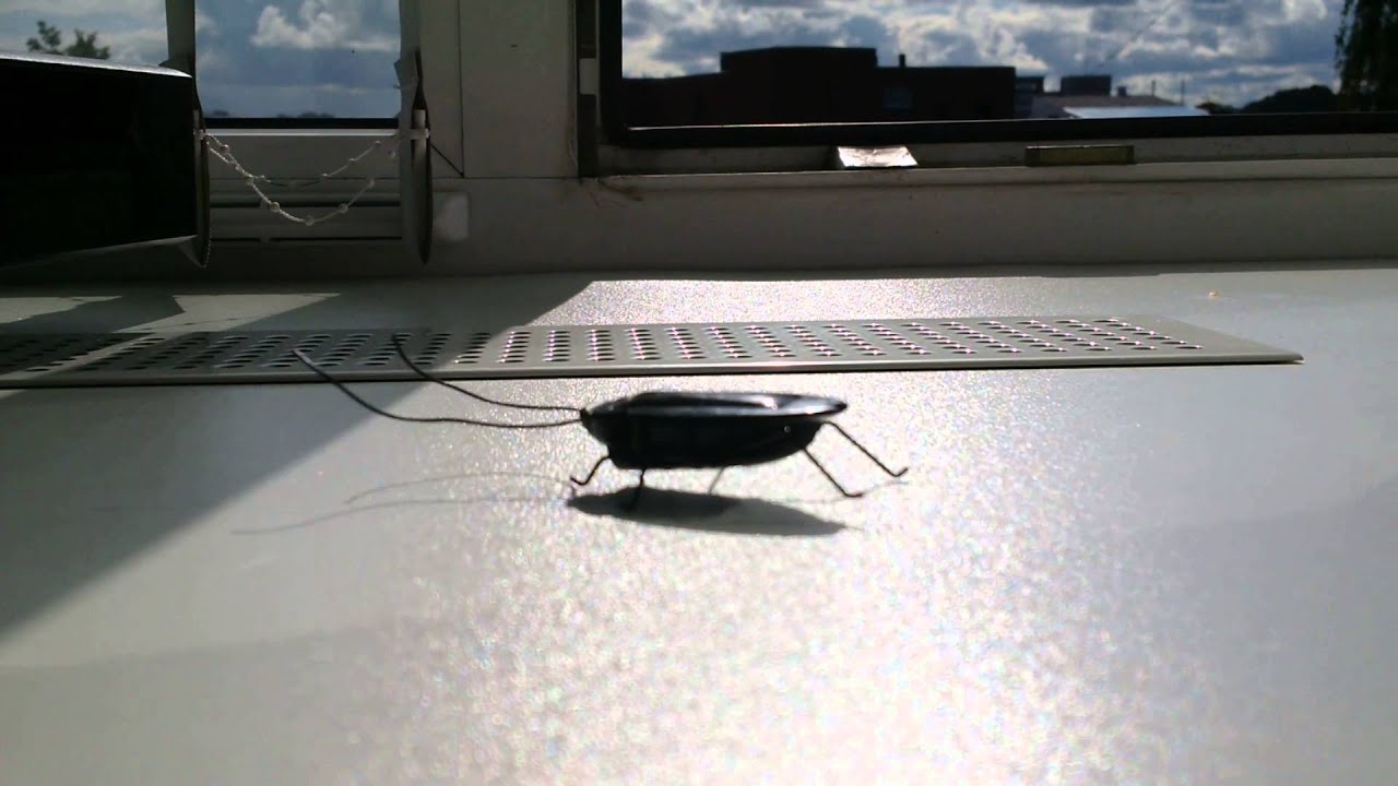 Office roach