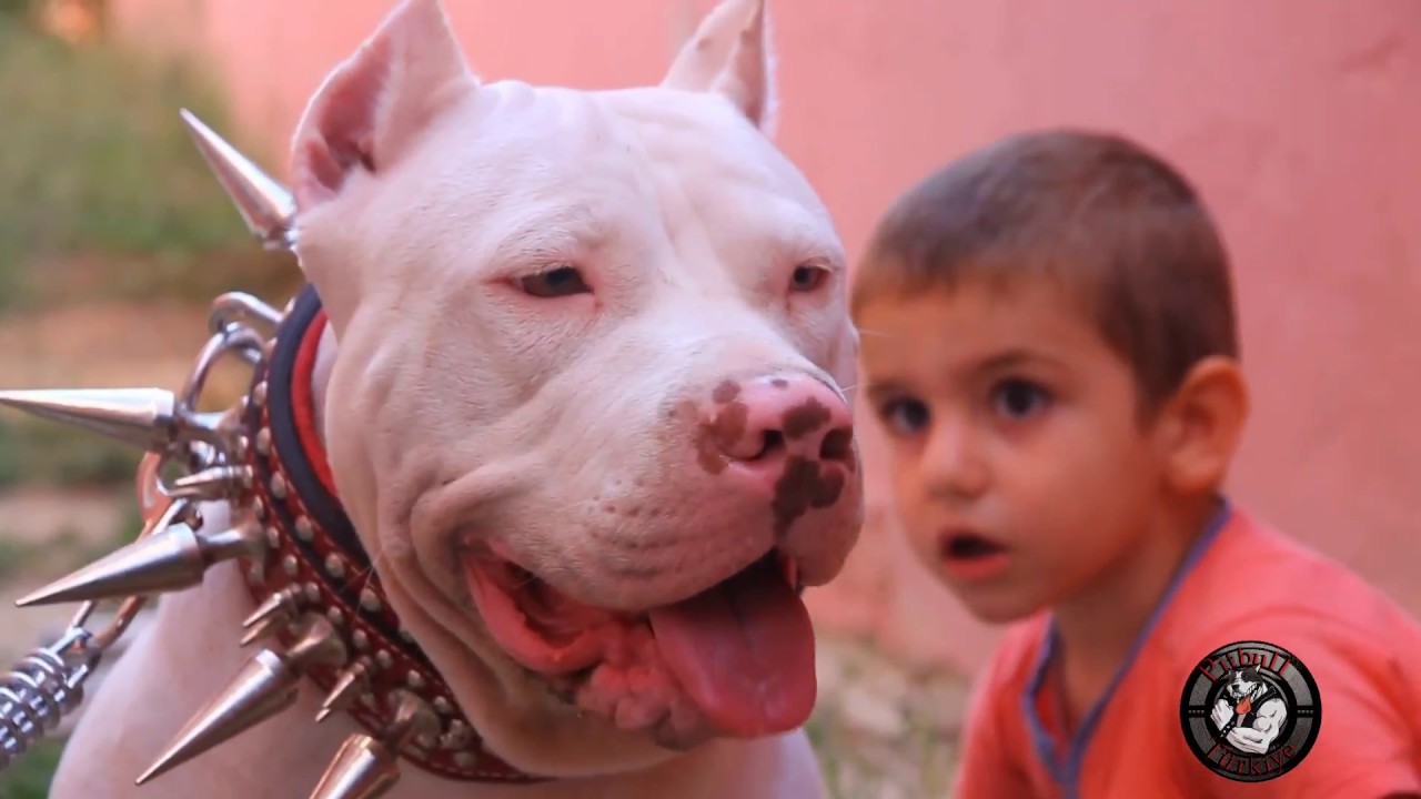 OFY - pitbull türkiye  (grup şarkısı) Full HD