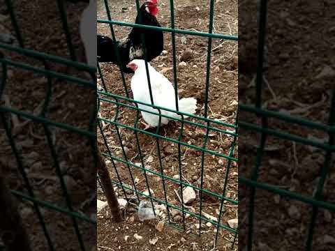 çok ilginç ayakta yumurtlayan tavuk