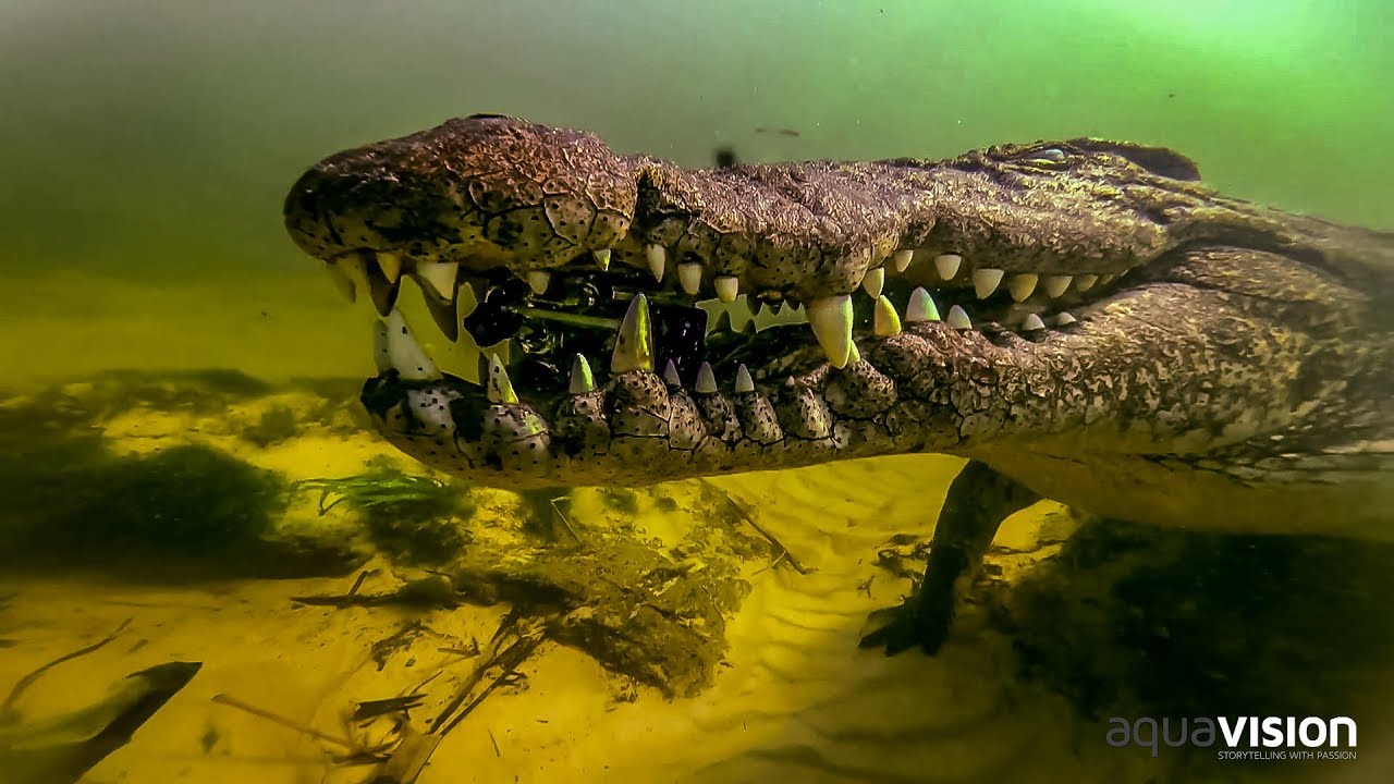 Okavango Croc Attack | Caught in the Act