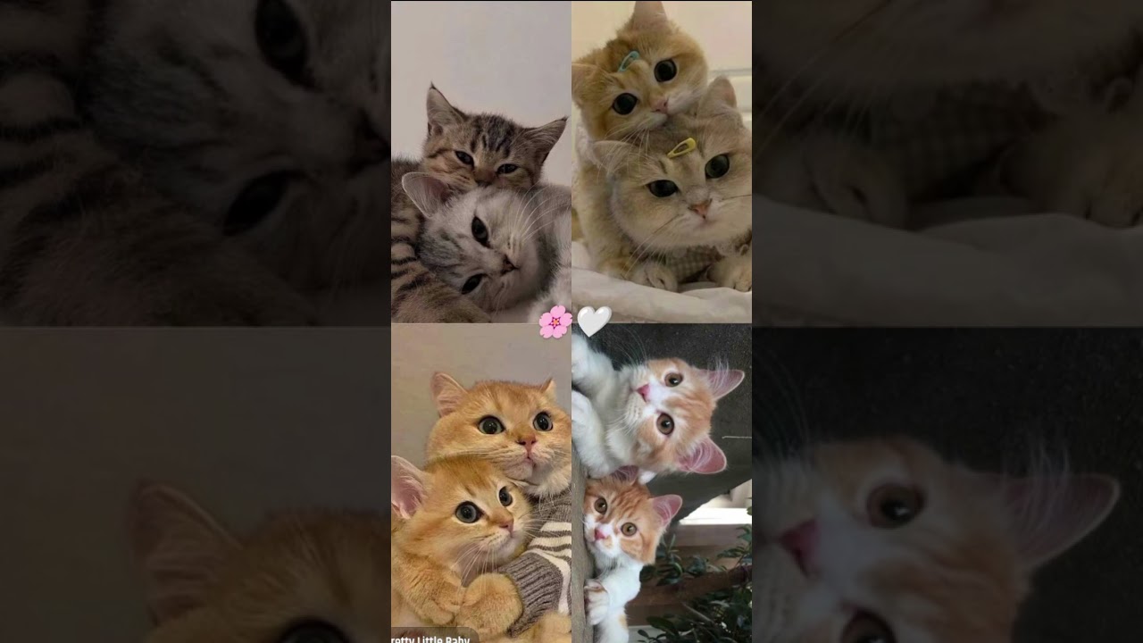 Çokk tatlılar ✨️