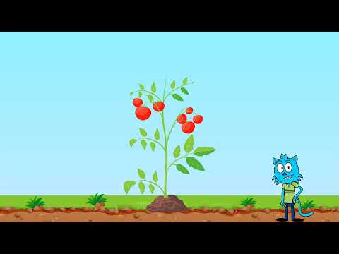 Okul Öncesi Eğitim Videoları-Bitkiler Nasıl Büyür?