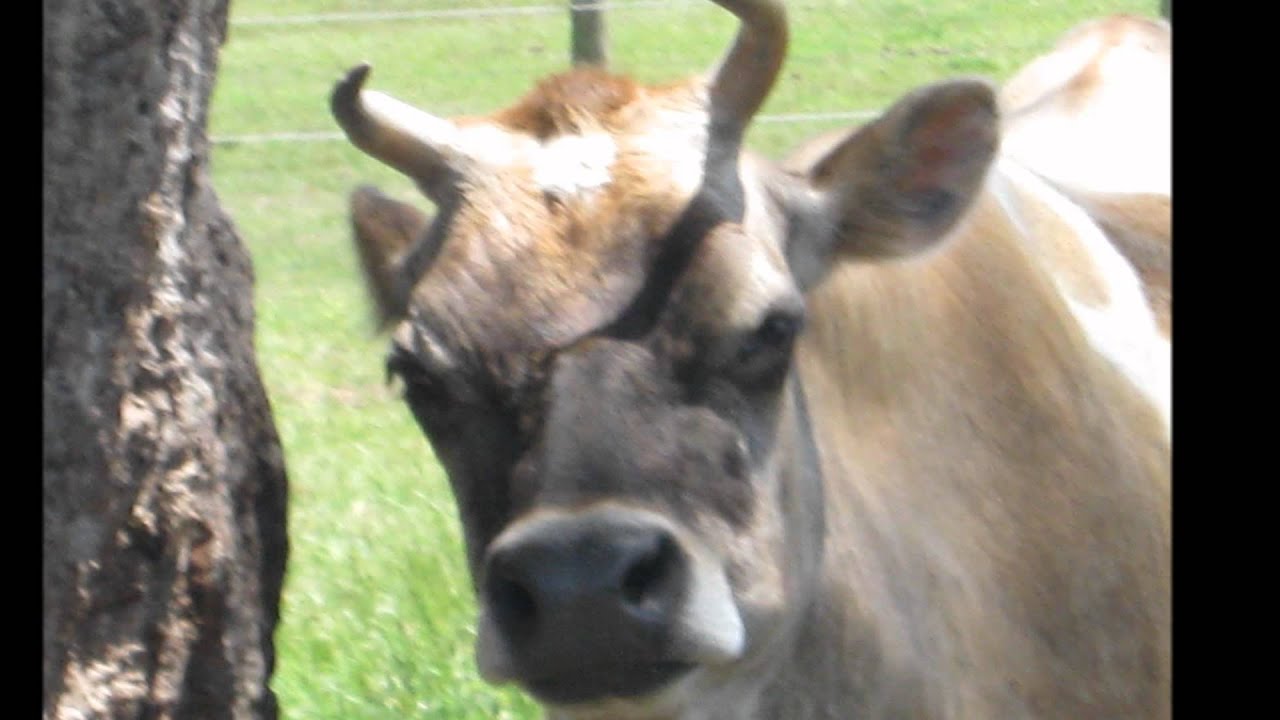 old macdonald had a farm.wmv