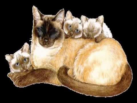 Old macdonald had a farm.wmv