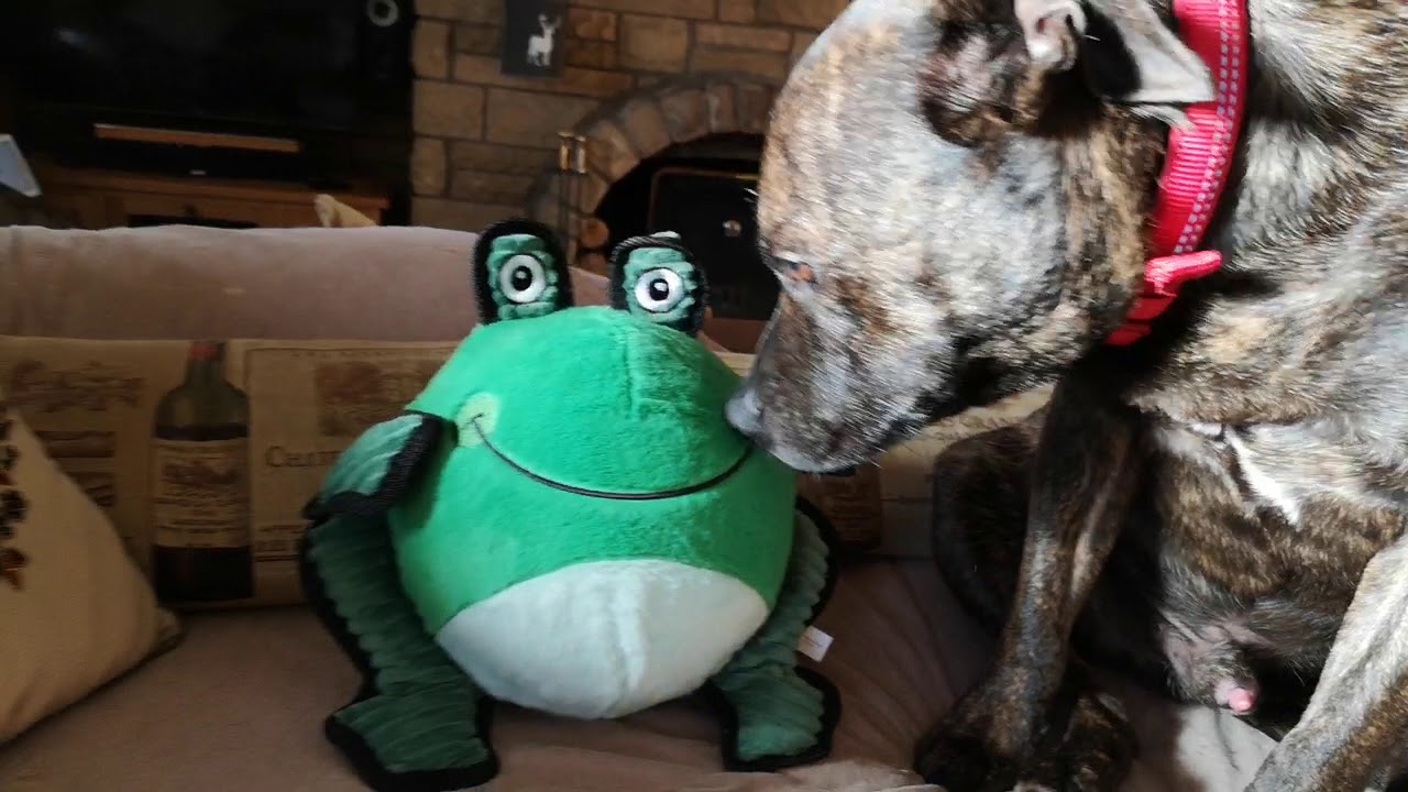 Old Rescued Staffy Malike
