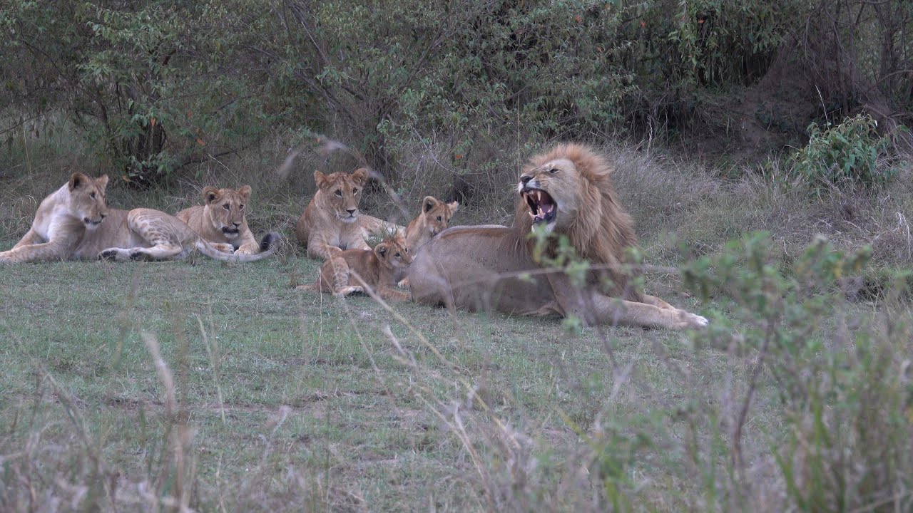 Older lion cubs teach 
