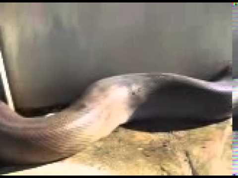 Olha cobra.