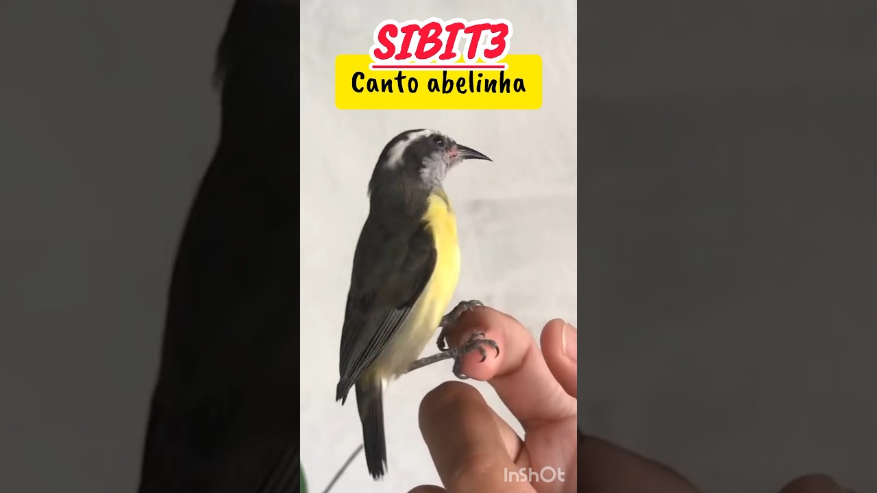 OLHA ESSE SIBITE CANTANDO NA MÃO ! #bird #sibite #coleiro
