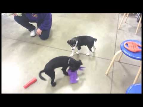 Olivia - A Patterdale Terrier with Wag Animal Rescue