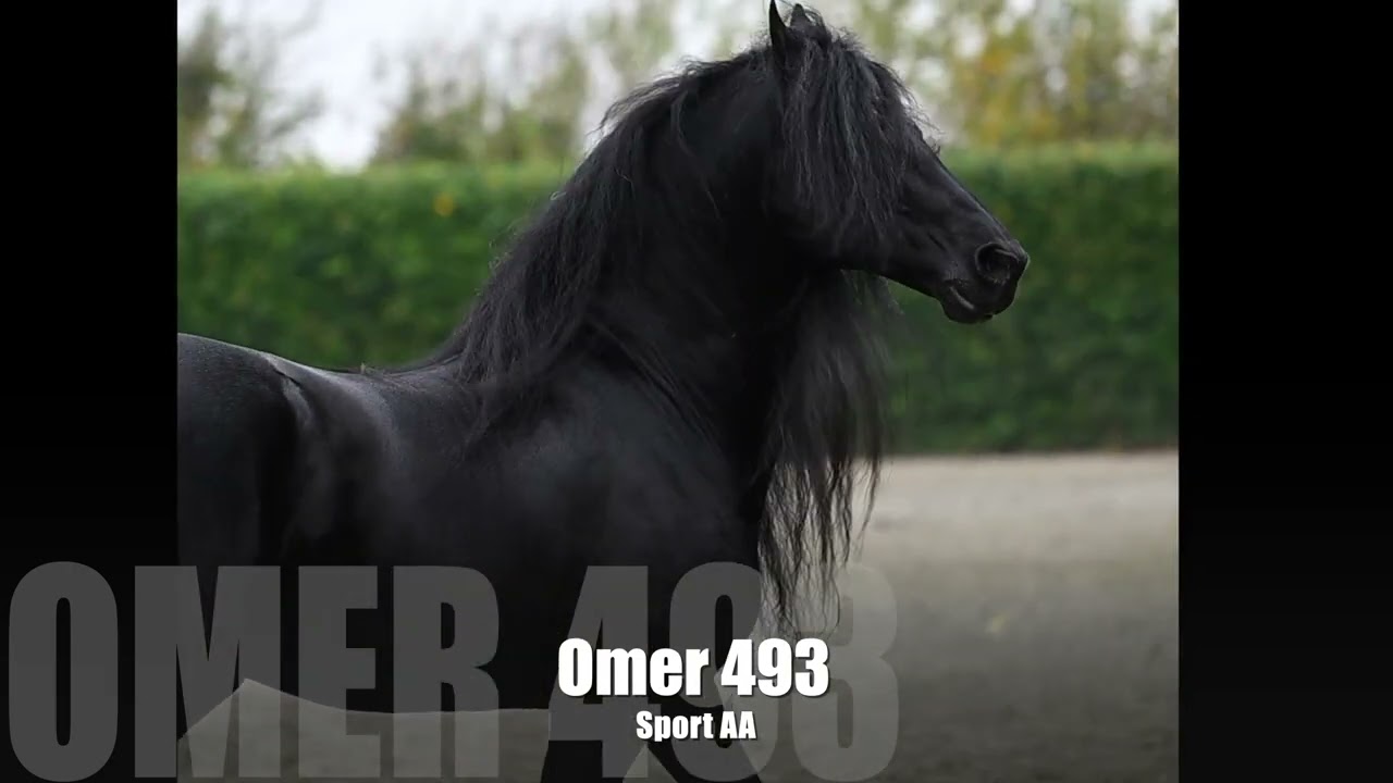 Omer 493 Sport AA