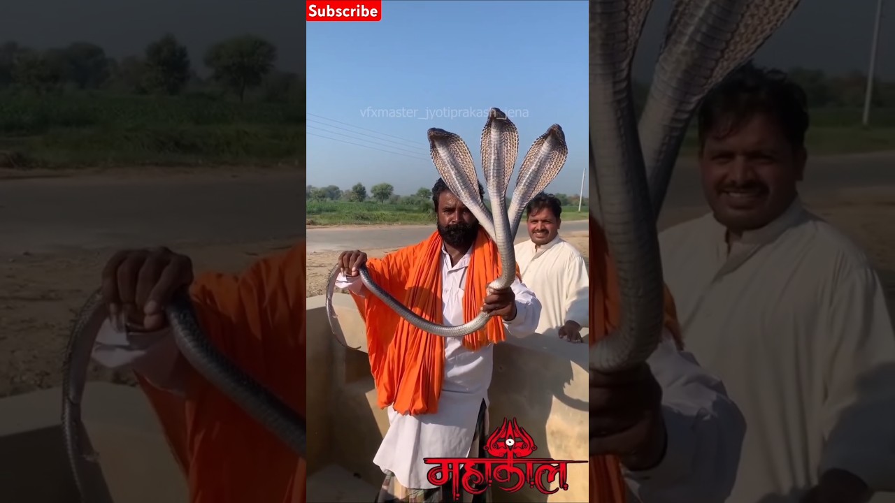 OMG 😱 3 Muh Wala Saanp 🐍 | Shiv Shiv Shankar #snake #shivshankar #trending #shortsfeed
