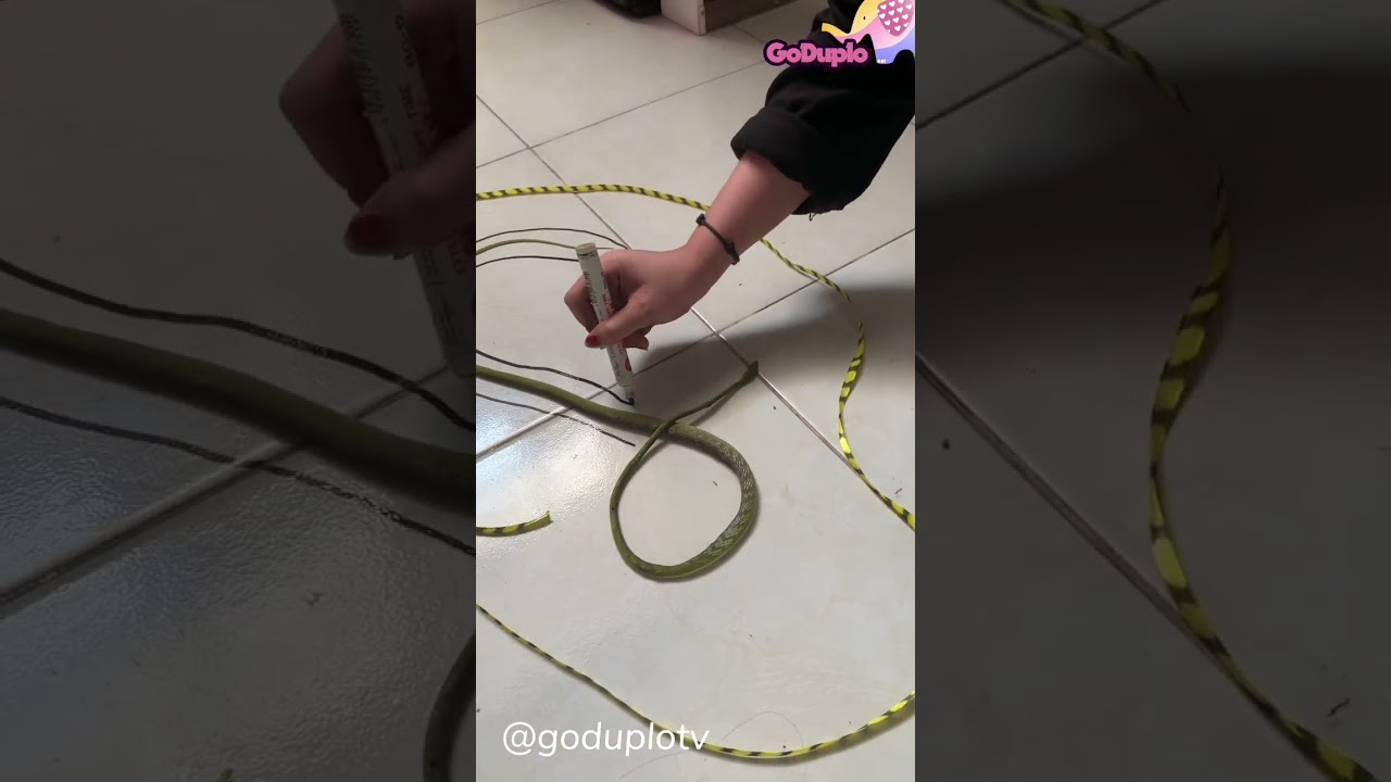 OMG! Ada Ular Masuk Rumah Bestie!!! 😱😱 #goduplotv #shorts #ular