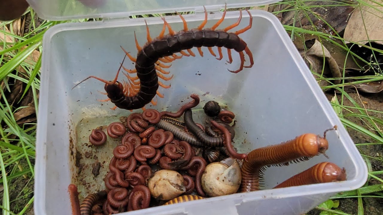 OMG Catch a Venomous Dragon Centipede, Giant Millipede, Small Red Millipede, Snails, ground Worms