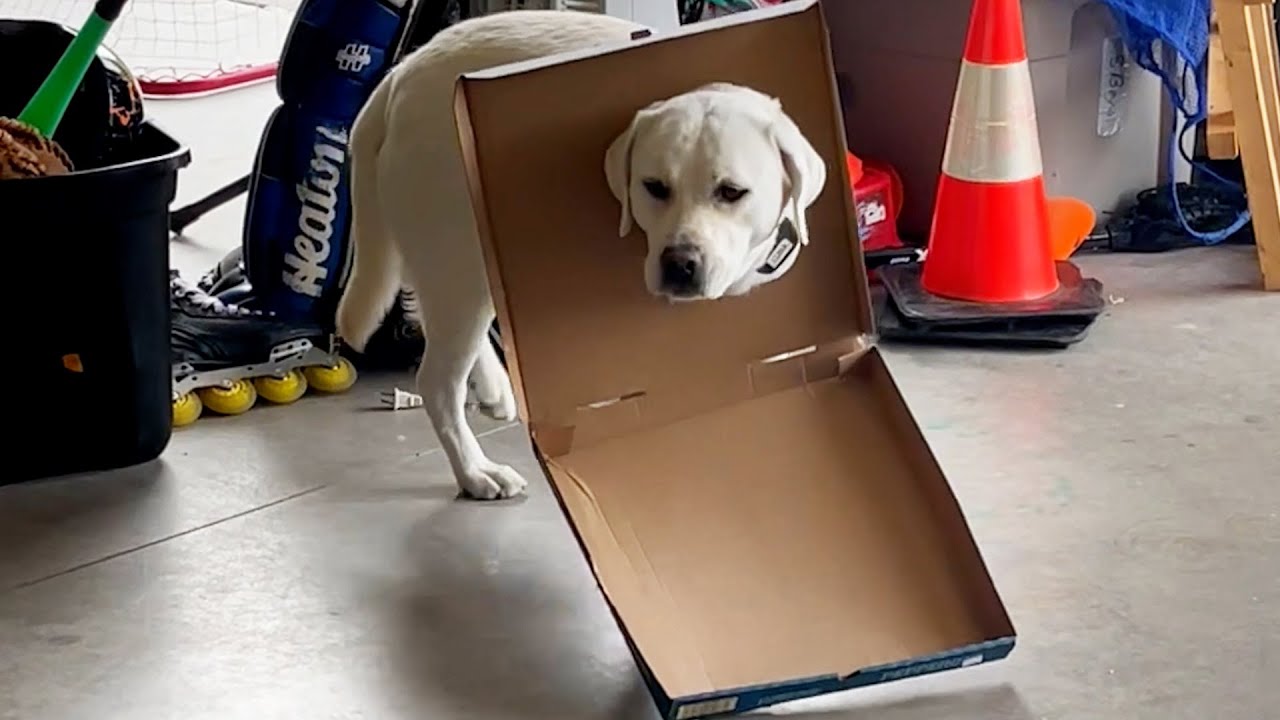 OMG! These Pet Fails are HILARIOUS! 🤣