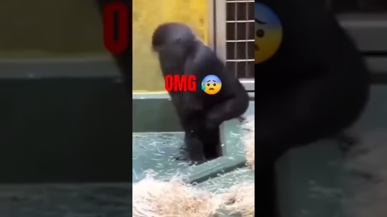 OMG!!!!😱 TWERKING GORILLA!!#funnyshorts #funnyvideo #twerking #usa #america