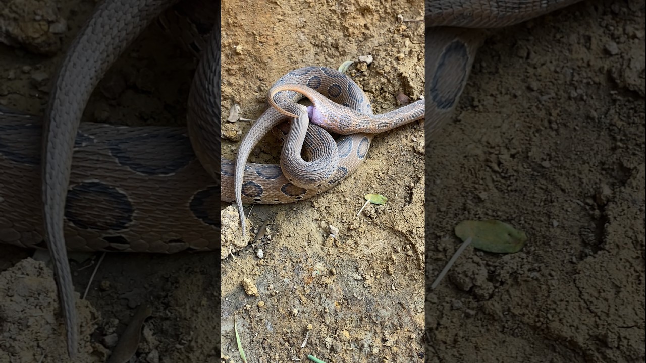 Omg Venomous Viper Snake Mating !😱🐍 #shorts #snakes #russellsviper #youtubeshorts #reels #snakesaver