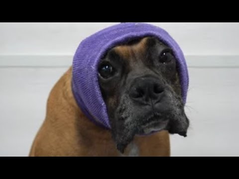 One of the best breeds of all time