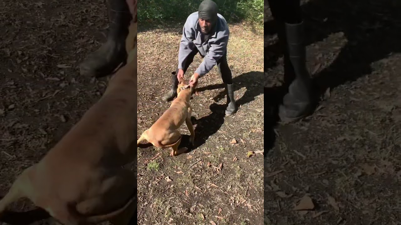 One of the most energetic dogs I ever seen work n discipline is key 🔑 #apbt #gamebred