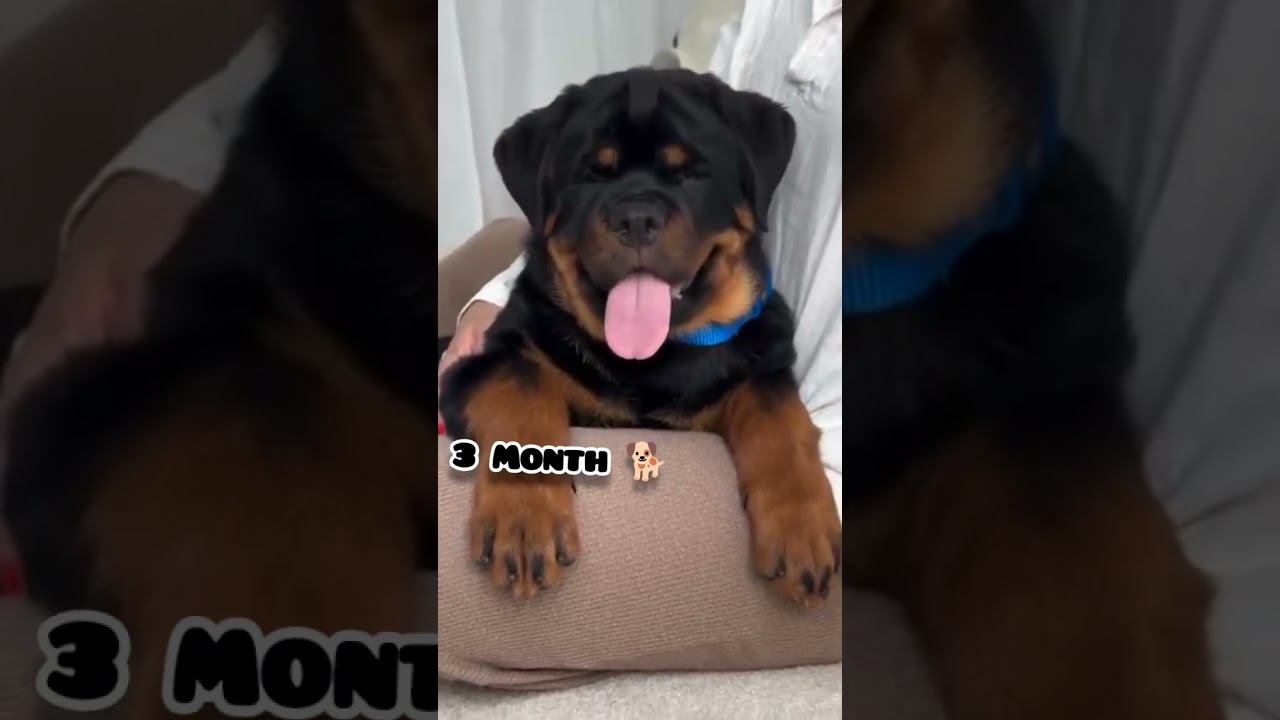 one Week to One Year rottweiler transformation #feed #puppy #rottweiler #transformation #pets #love