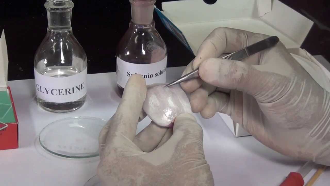 Onion and Cheek Cells - MeitY OLabs