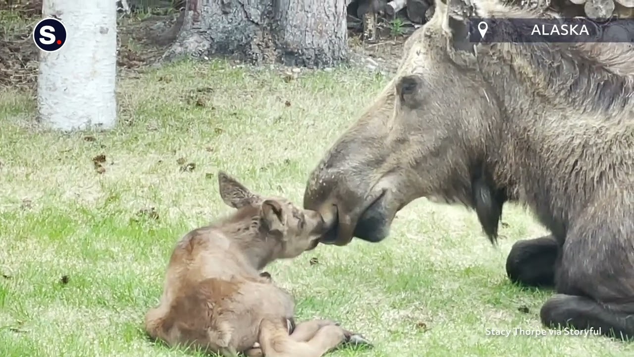 Only In Alaska