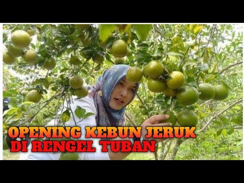 OPENING KEBUN JERUK DI RENGEL TUBAN II Pertama kali kebun jeruk di Rengel