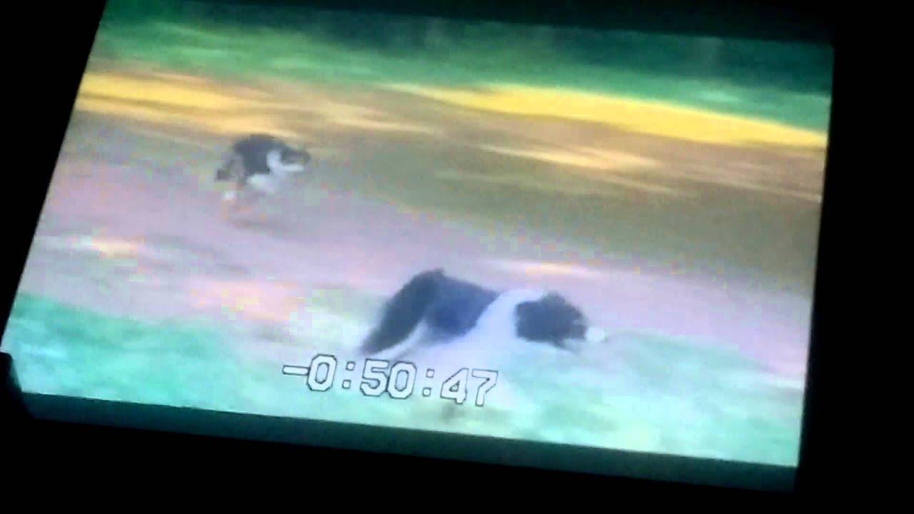 Opening nature dogs early years 2001 vhs