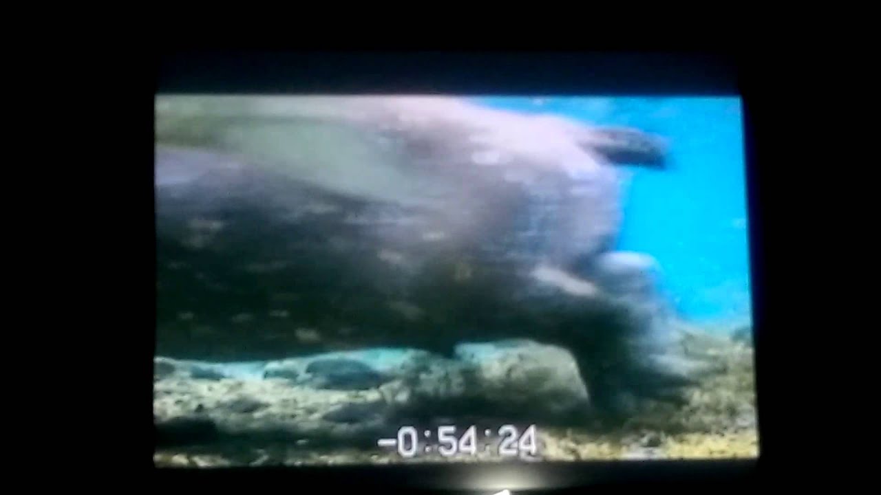 Opening to nature hippo beach 2003 vhs