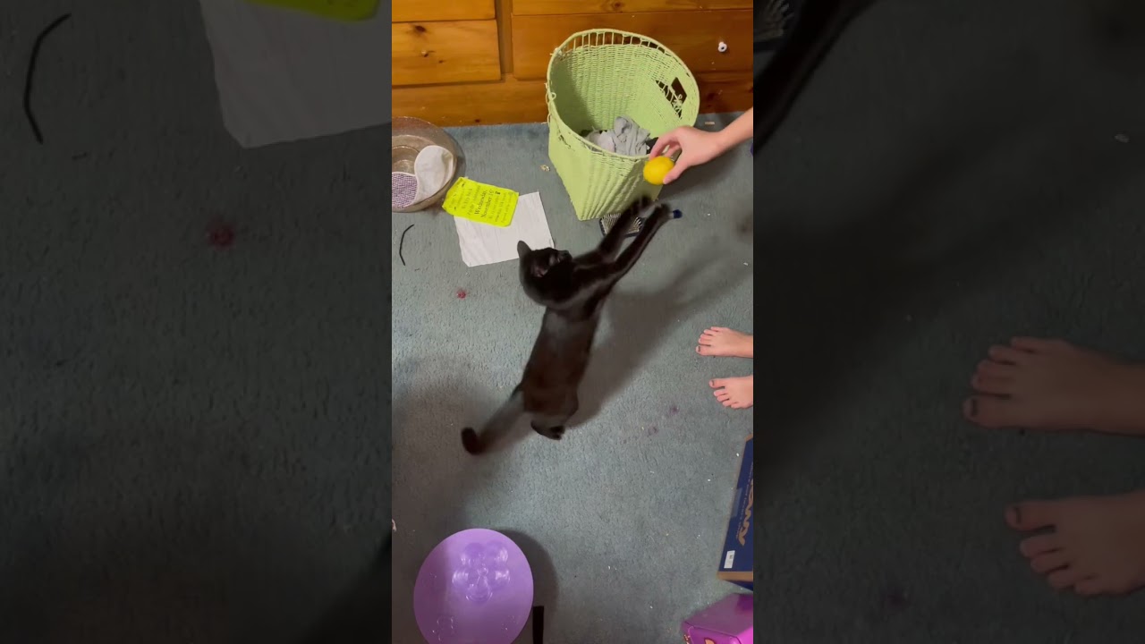 Ophelia is like me she loves lemons . ( But Lemon is poisonous to cats 😭)￼