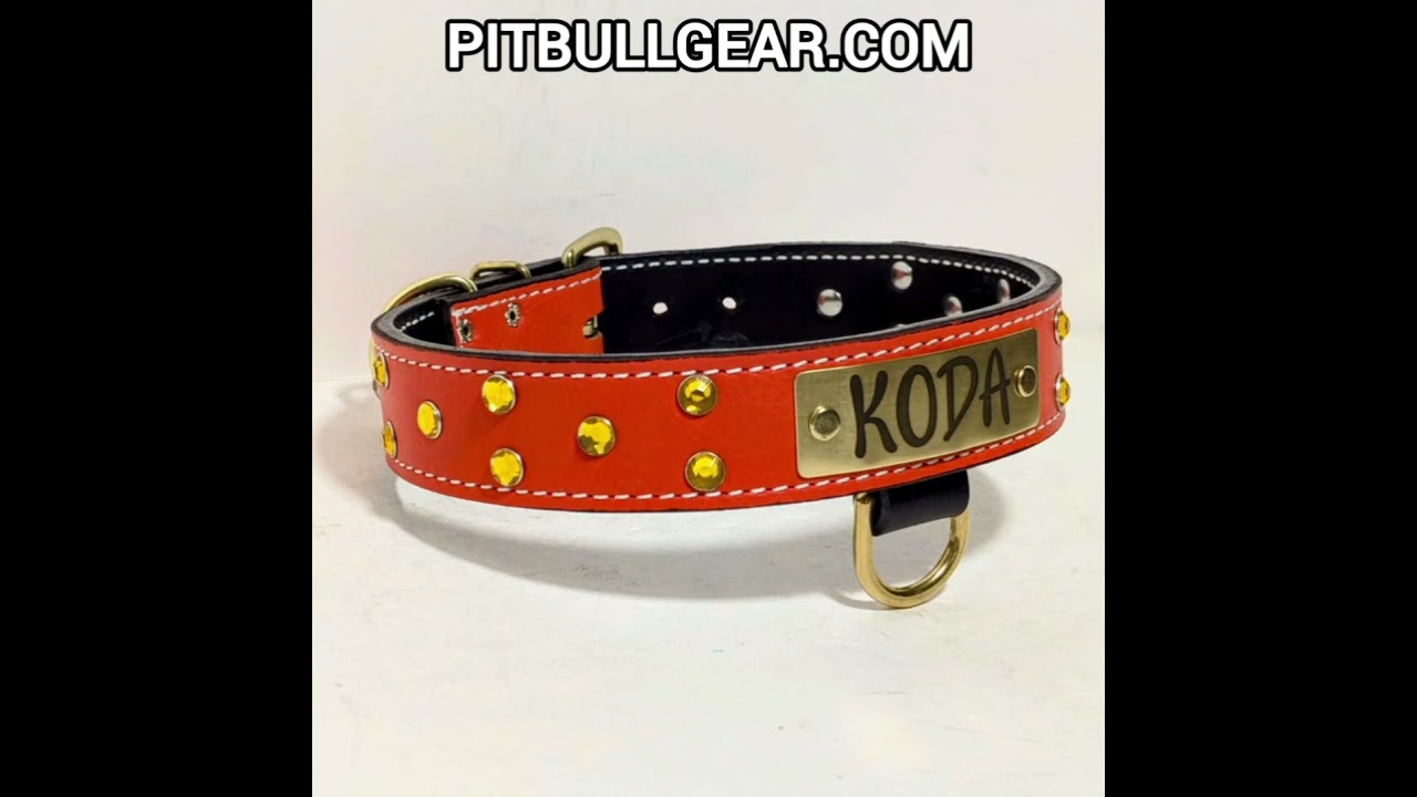 Orange Genuine Leather Collar for KODA!#pitbullgear #leathercollars #customcollars #dogcollars #koda