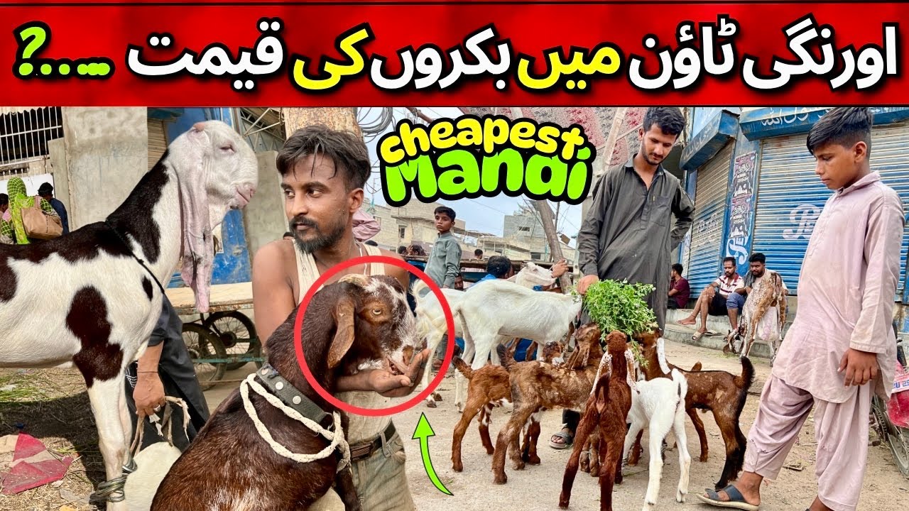 Orangi Town Bakra Mandi 22 June 2025 Latest Update | Karachi Ki Sabse Sasti Qurbani Cattle Market 🔥