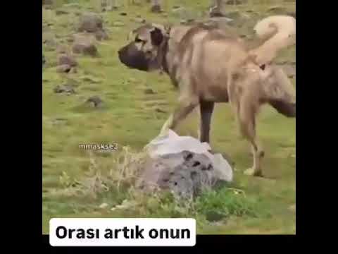 ORASI ARTIK ONUN #kangal
