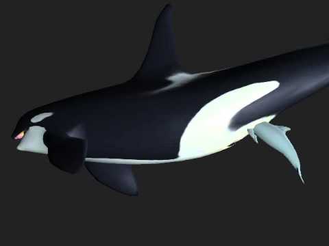 orca dolphin av prev 071204