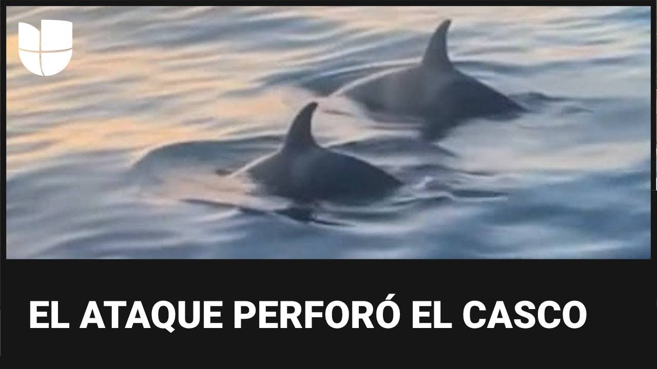 Orcas atacan un velero que tuvo que ser remolcado por los daños