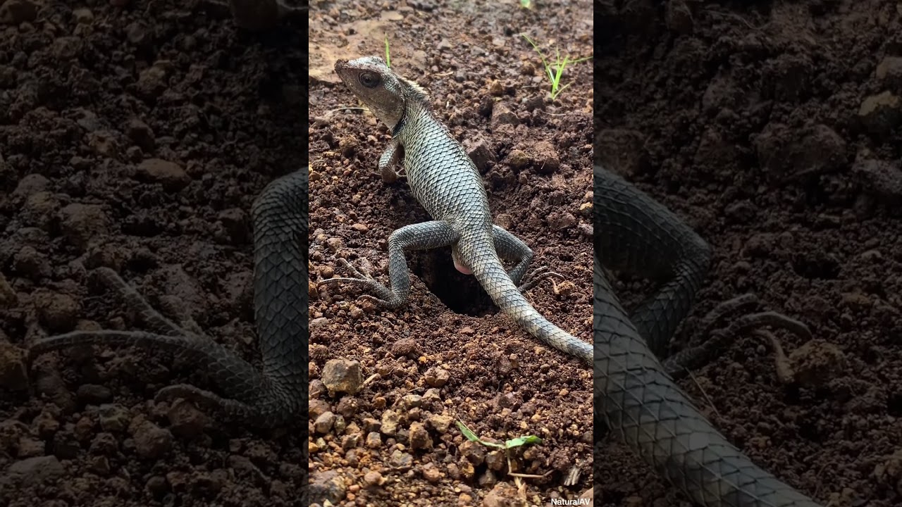 Oriental Garden Lizard lay eggs in the ground #shorts #short #lizard