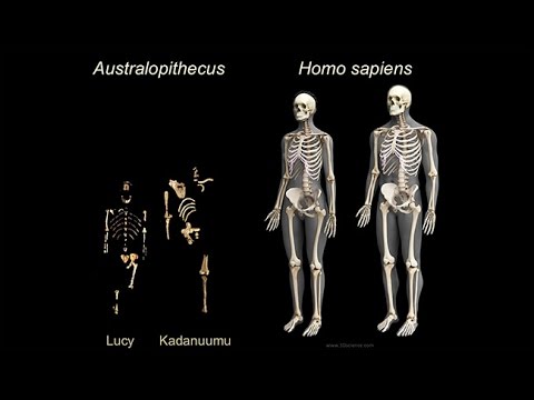 Origins of Genus Homo: What Who When Where?; Early Body Form; Life History Patterns