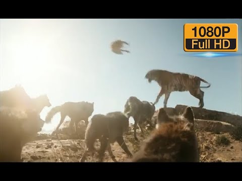 Orman Çocuğu | Kaplan Alfa Kurt'u Öldürüyor | Klip (5/10) HD