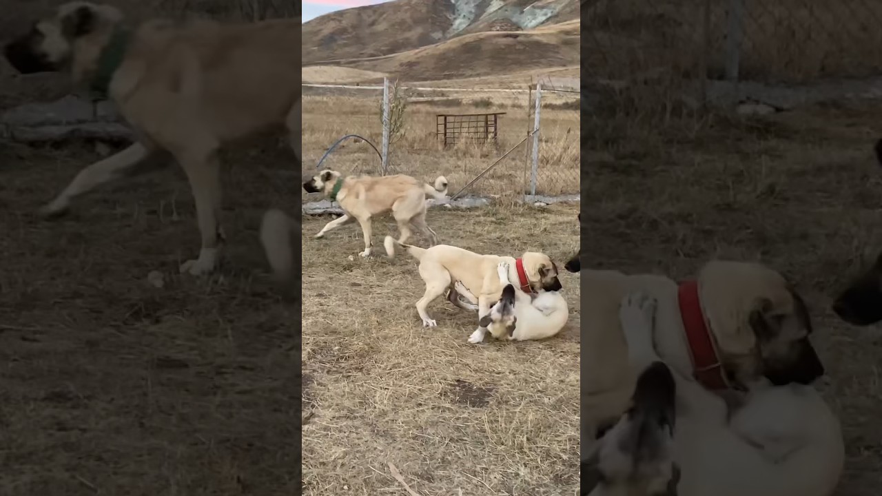 ORTALIK KARIŞTI ! DİŞİ YAVRU ÇOK FENA #Kangal #youtubeshorts #shorts