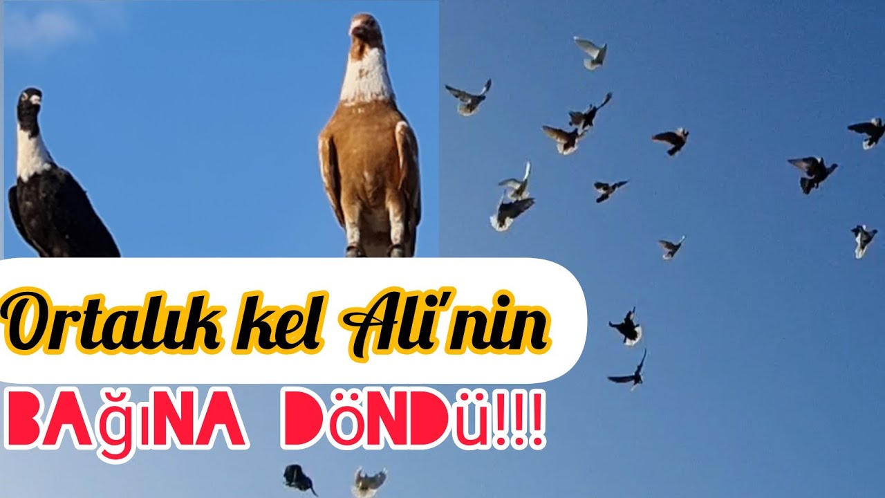 Ortalık kel Ali'nin bağına döndü,Poz veren yakışıklılar,Ortalık karıştı #aksoyfiloelvanguvercinleri