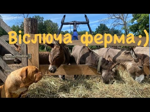 Osloff-віслюча ферма під Києвом