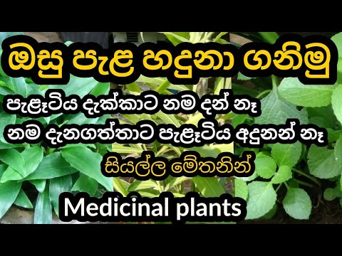 osu pela | medicinal plants names and pictures | sinhala beheth | hela osu | sinhala beheth warga