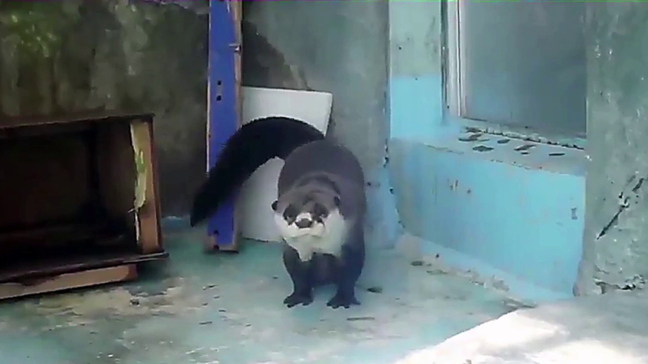 Otter Dancing