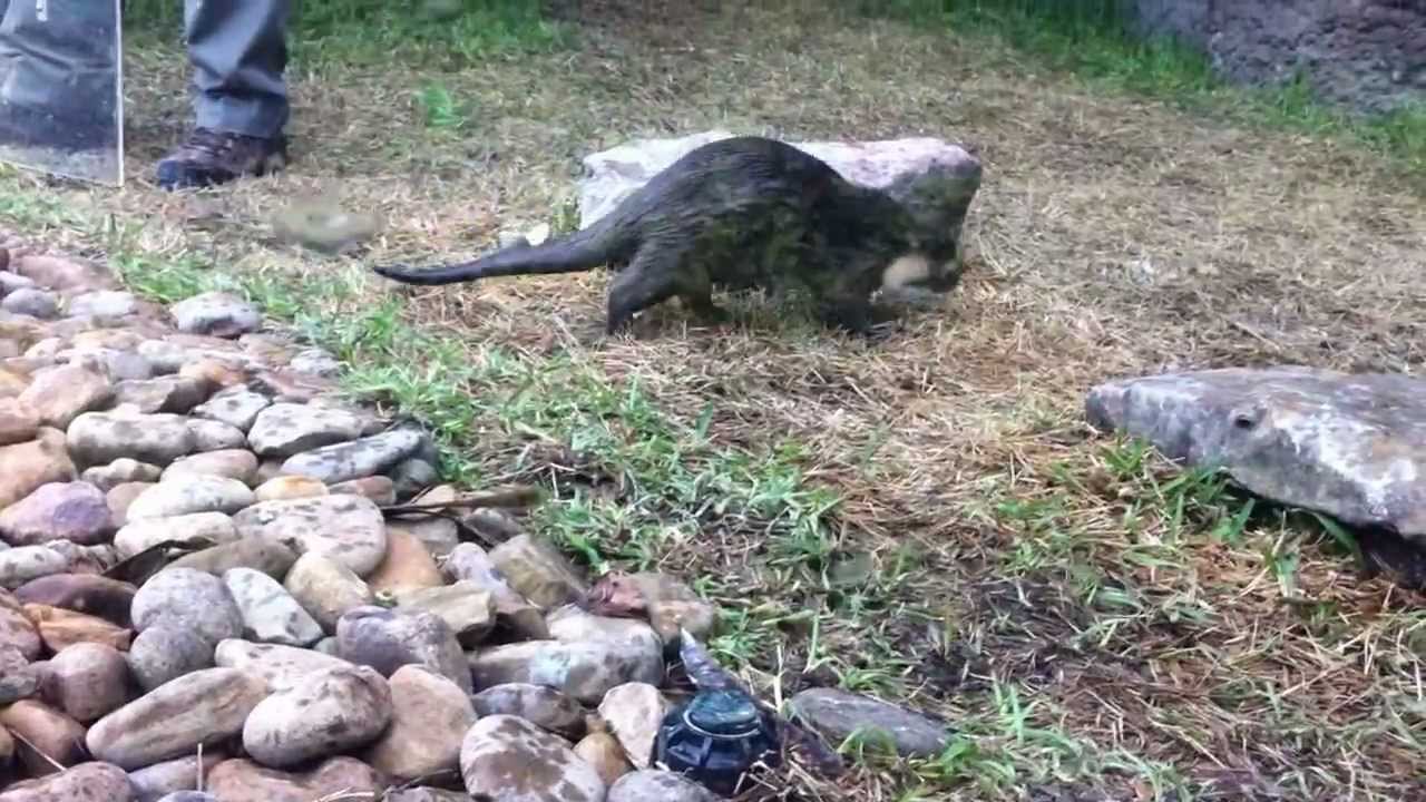 Otter dancing