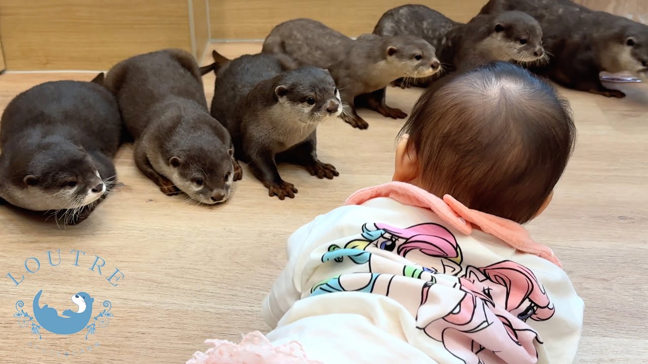 Otter Meet Human Baby For The First Time