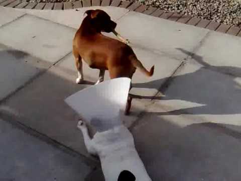 Our 2 Staffys Going Mad For a stick.. Funny Cute!!!